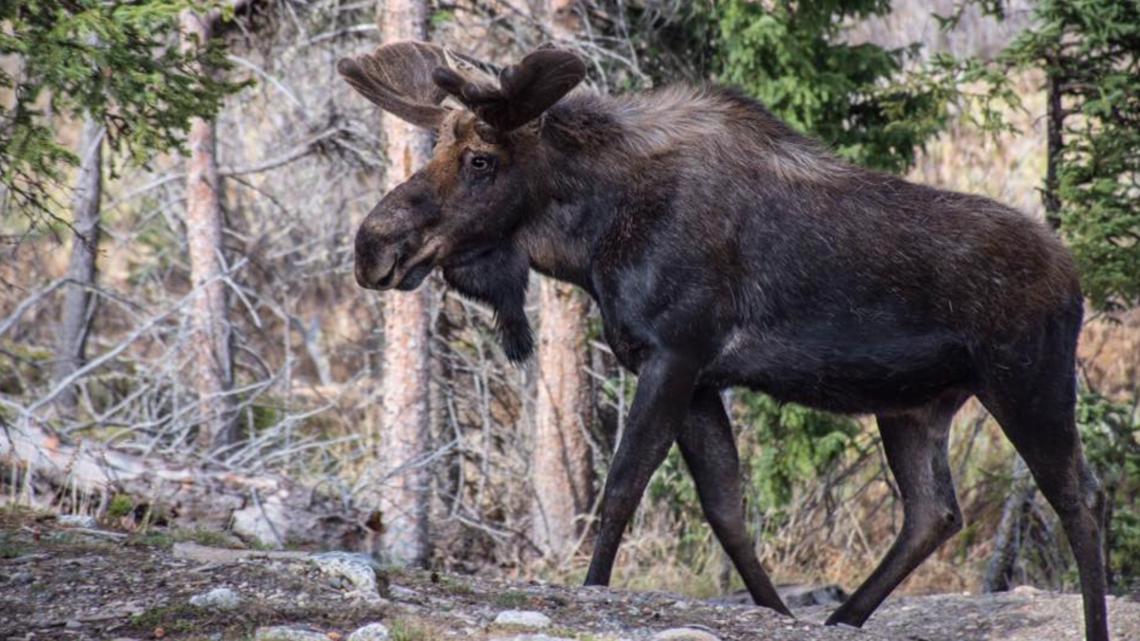 Moose melukai pemburu di Colorado utara