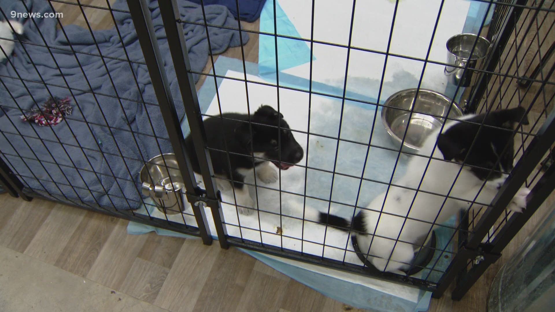 The rescue hopes to find forever homes for all 109 dogs from Texas.