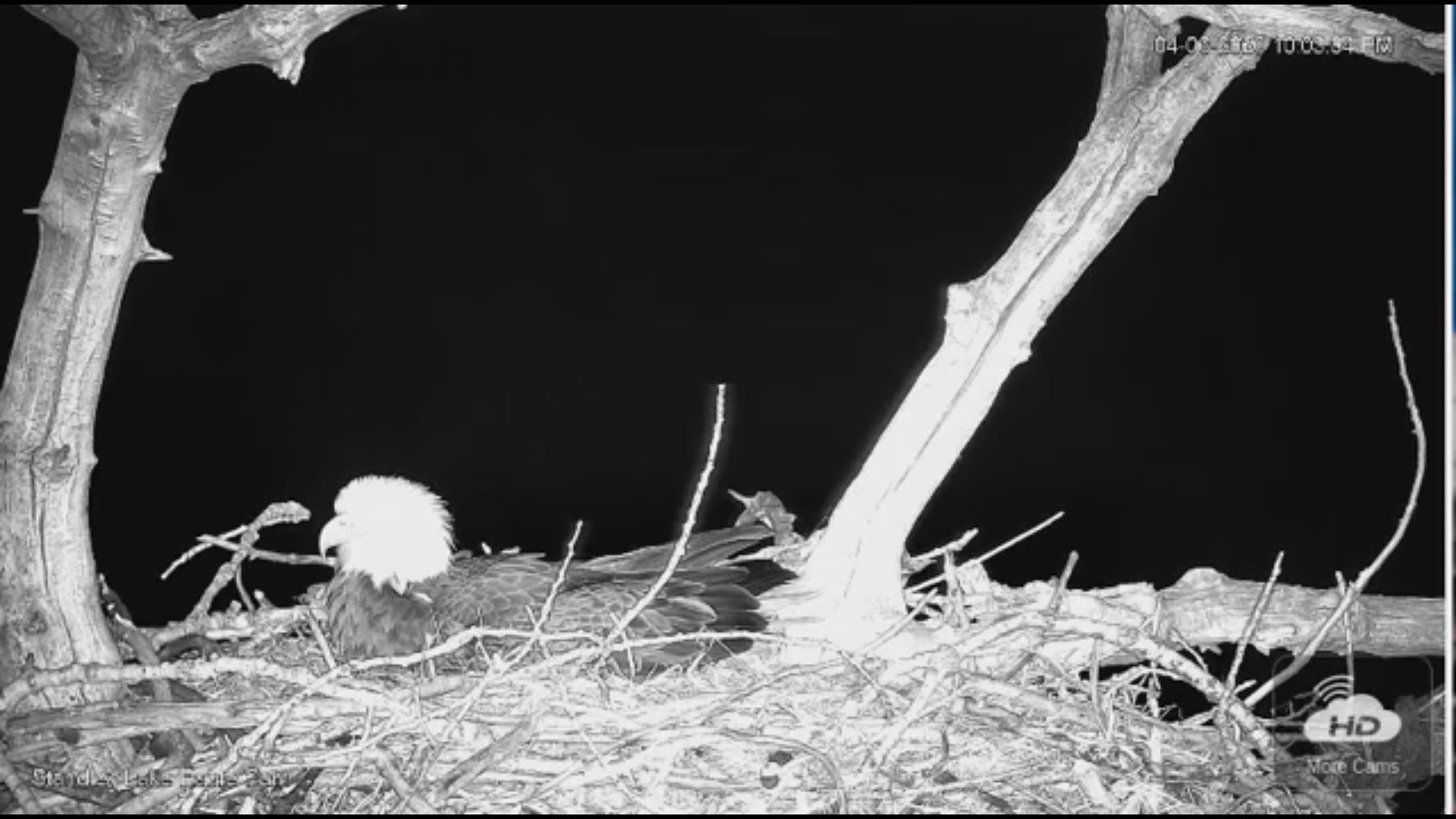 A mystery intruder was caught on camera trying to attack the Standley Lake eagle's nest. Courtesy Standley Lake Park.