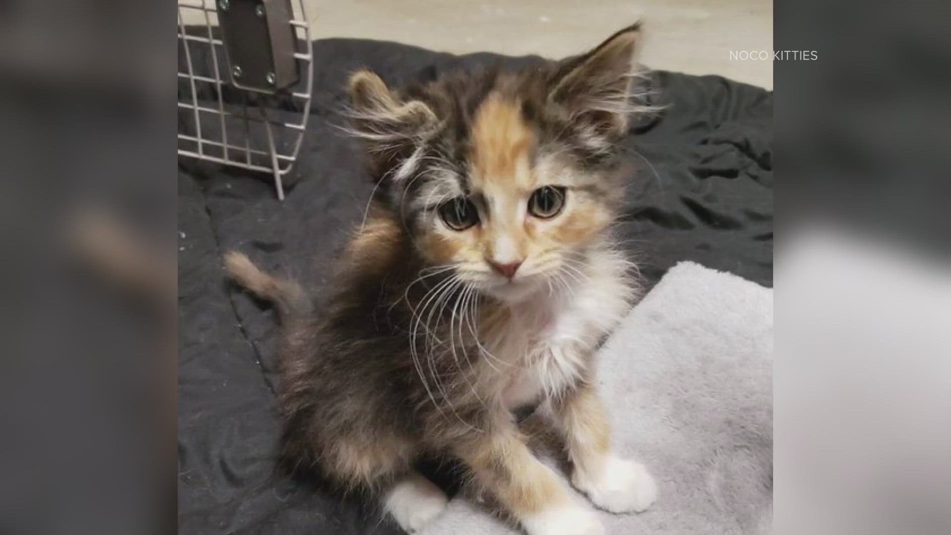 Extremely rare male calico kitten lands at Colorado shelter