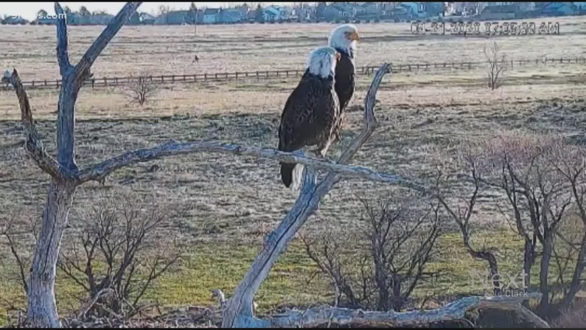 Father eagle's former paramore is MIA, and it's possible he might not stay with the new lady in his life either, according to Standley Lake Regional Park's Facebook.