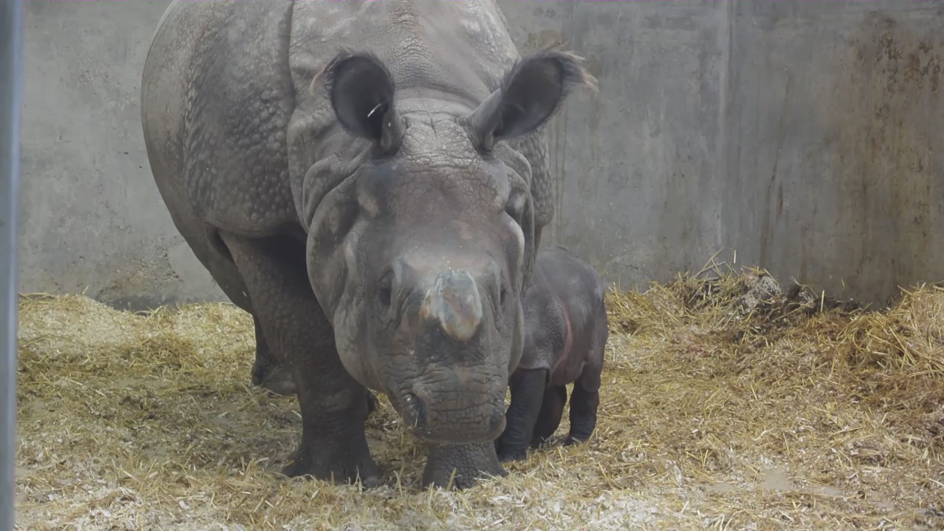 The Denver Zoo announced Tensing, a Greater One-Horned Rhino, gave birth to a calf on Saturday morning.