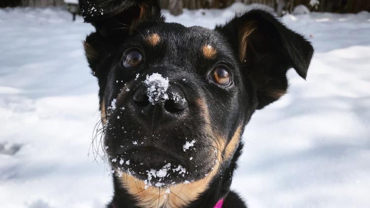 Snow totals for the October 25-26 Colorado storm | khou.com