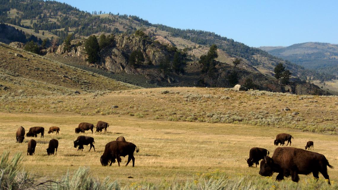Orang Colorado Springs ditanduk bison di Yellowstone