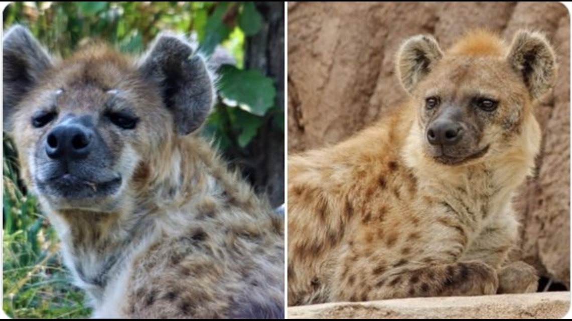 Singa, harimau, hyena di Kebun Binatang Denver dinyatakan positif COVID