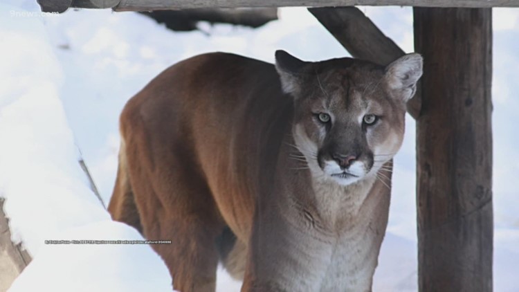 Former Denver Bronco kills mountain lion 'wreaking havoc' in Colorado neighborhood