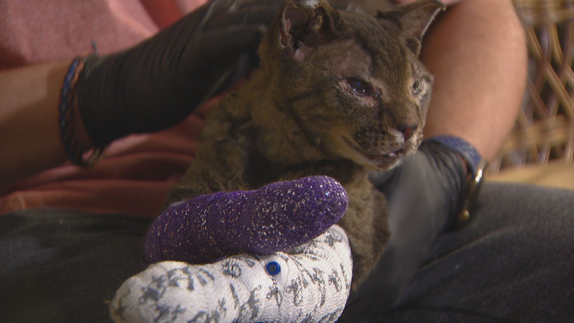 Cat Survives Colorado Fires