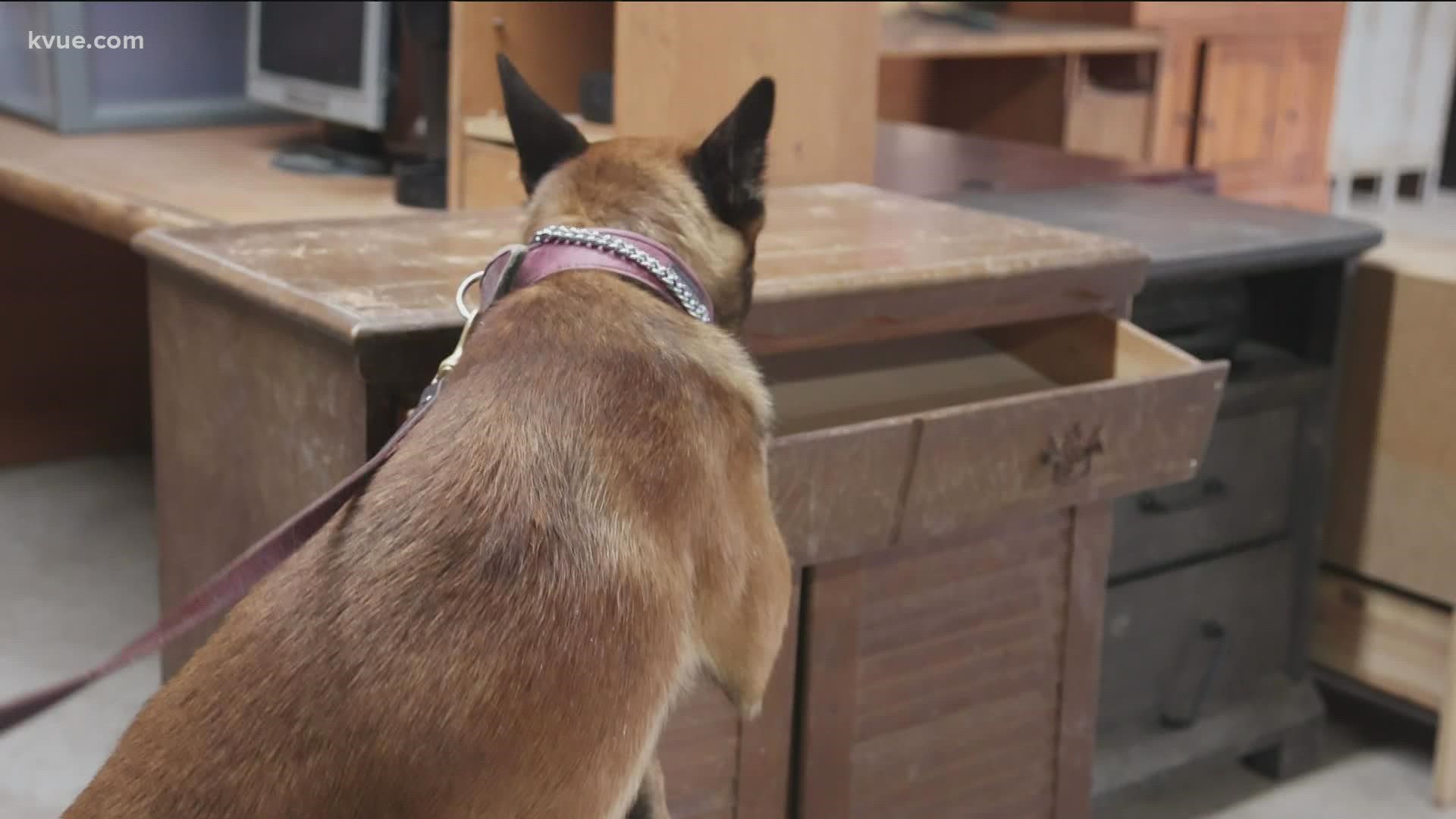 Training a police dog to track down drugs and explosives takes months and thousands of dollars.