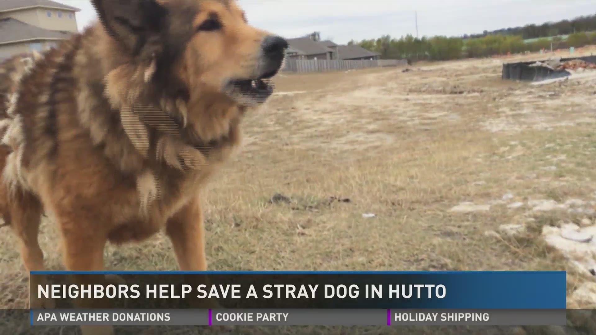 Hutto neighborhood tries to save beloved stray dog 