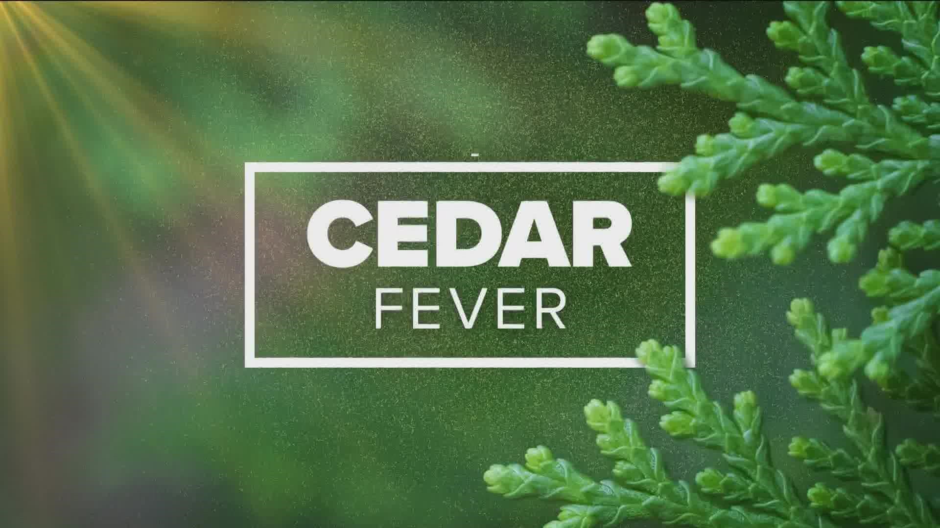 Cedar fever in Houston in 2023