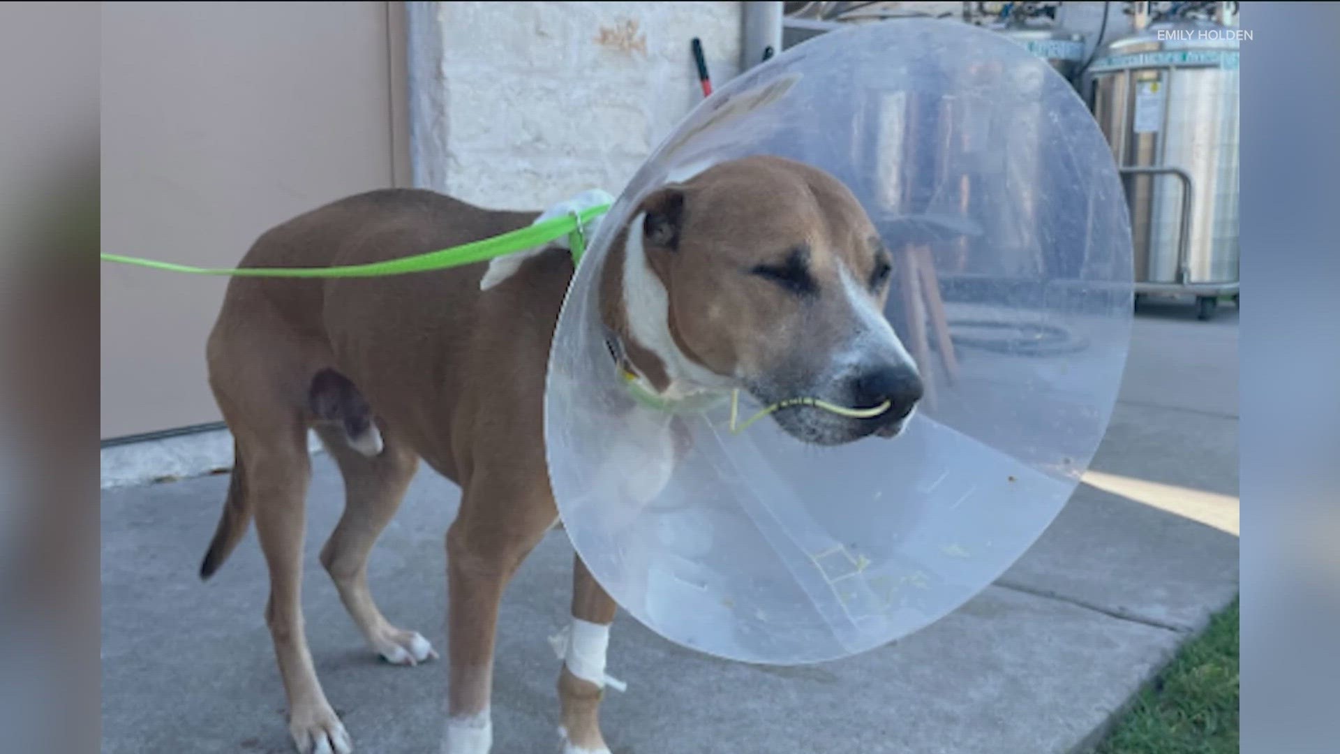 Emily Holden brought her dog, Royce, home on Saturday after he spent two weeks in the ICU.