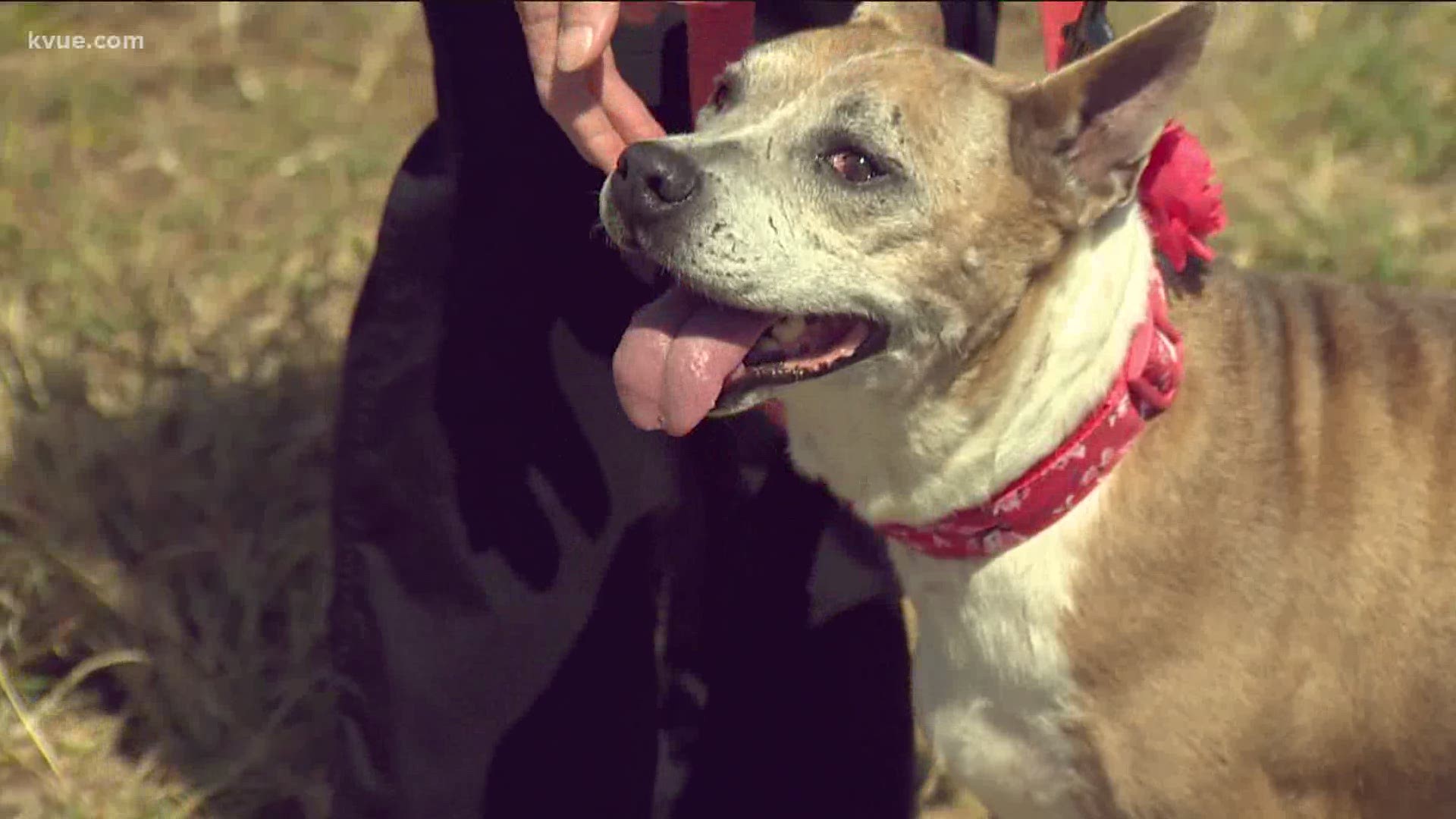 Emily Giangreco shows us how one Central Texas woman is creating something special for dogs deemed "unadoptable."