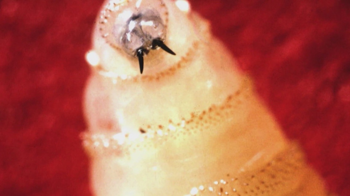 Gov. Abbott issues disaster declaration over flesh-eating fly