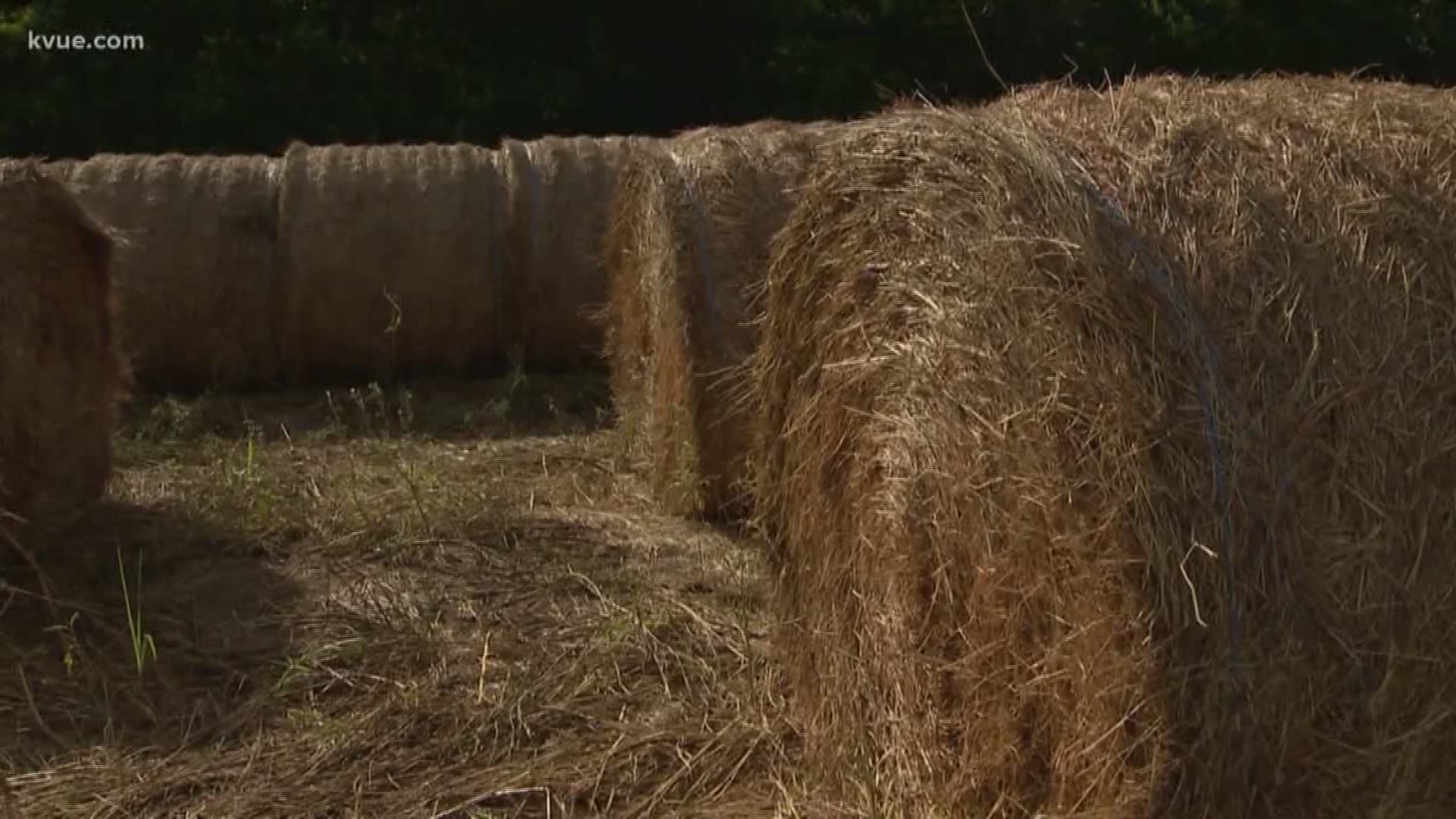Central Texas ranchers are hoping for rain as they struggle to feed their cattle.