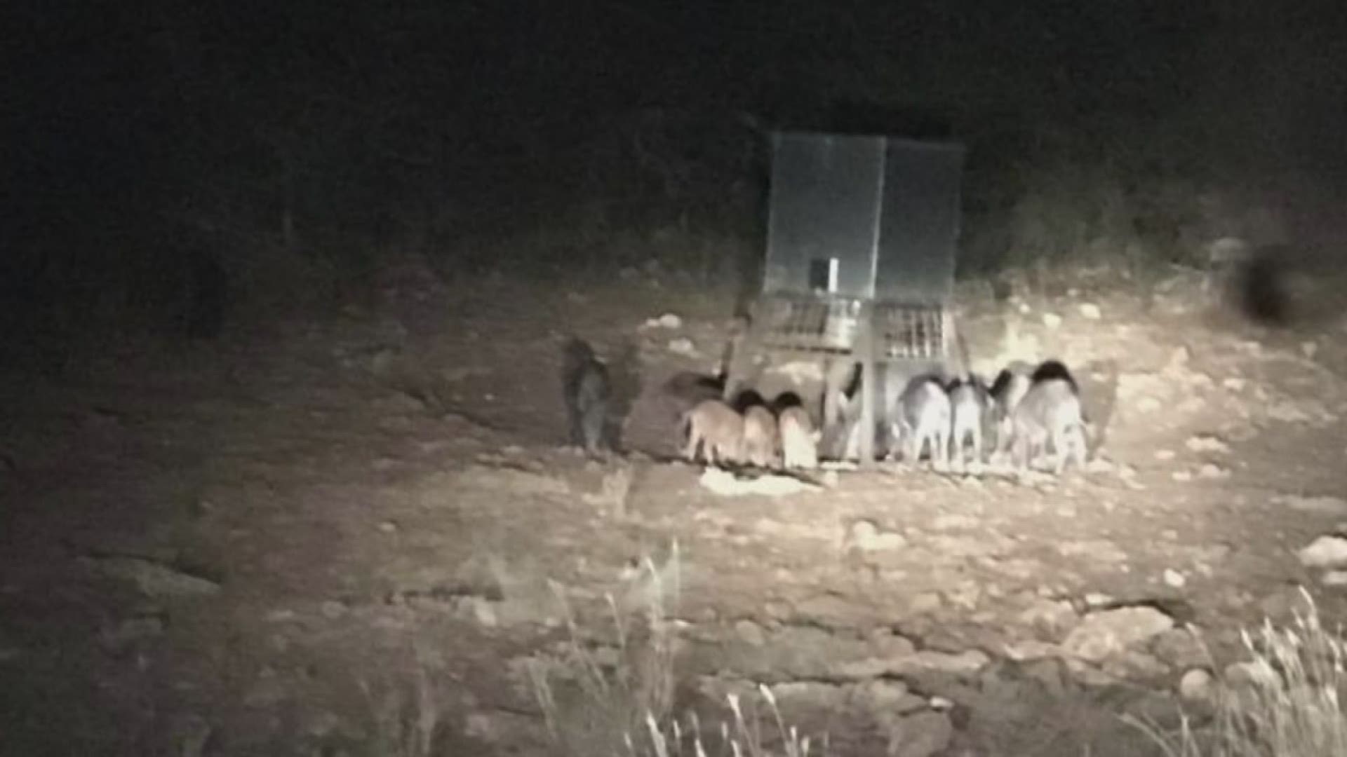 Feral hogs are a big problem in Texas. The USDA estimates they cause about $52M in damage each year. One family in Hays County says the problem is getting worse.