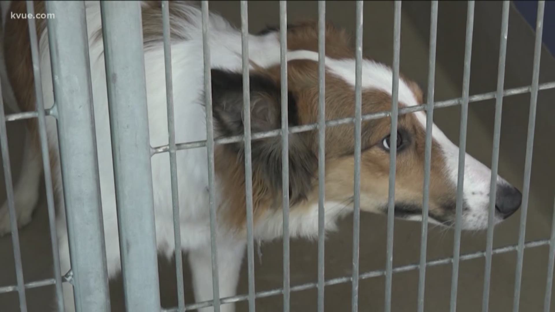 There could be a new law soon that would step up punishments for animal abusers.