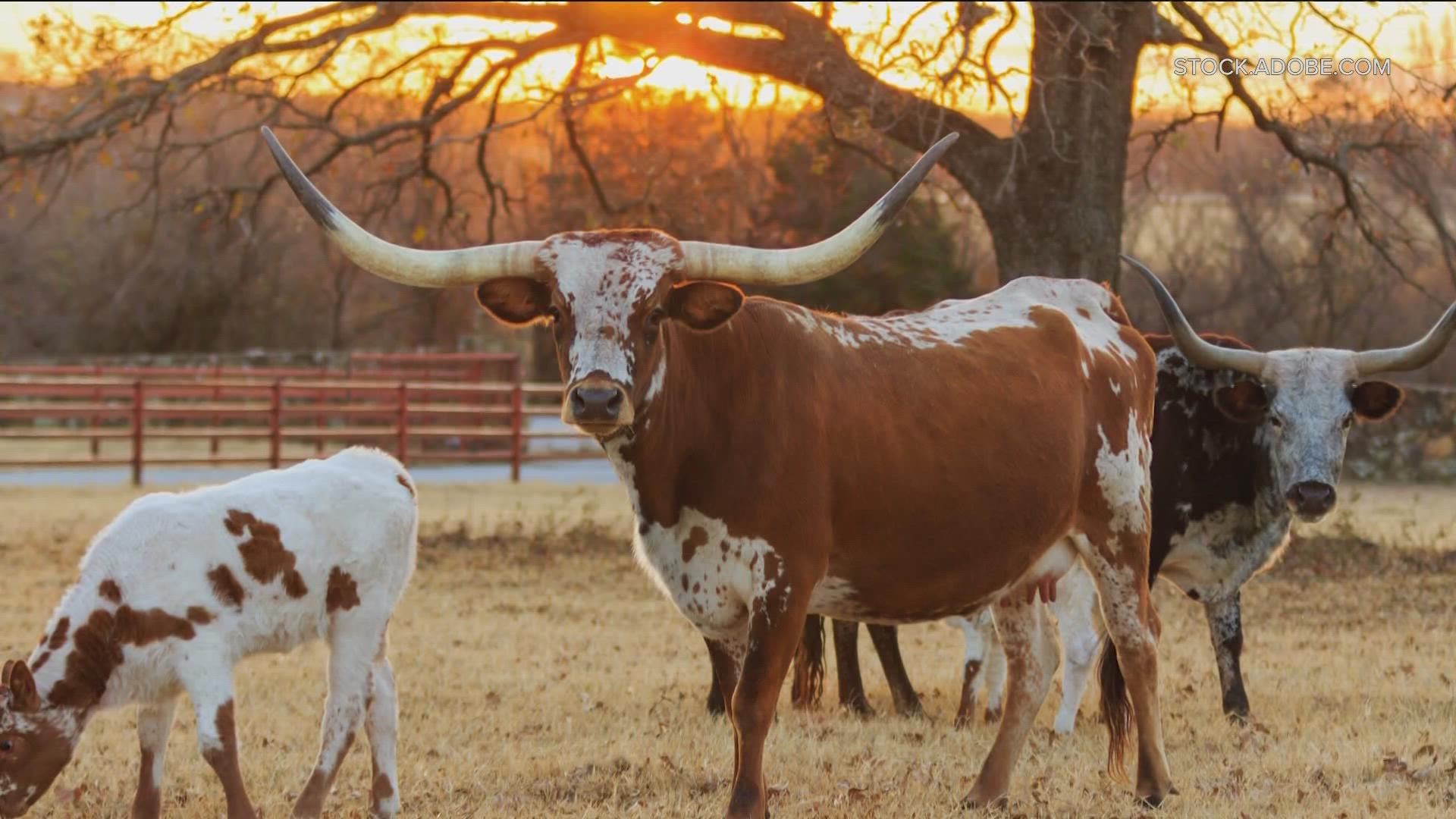 Sid Miller speaks on livestock safety amid statewide freeze