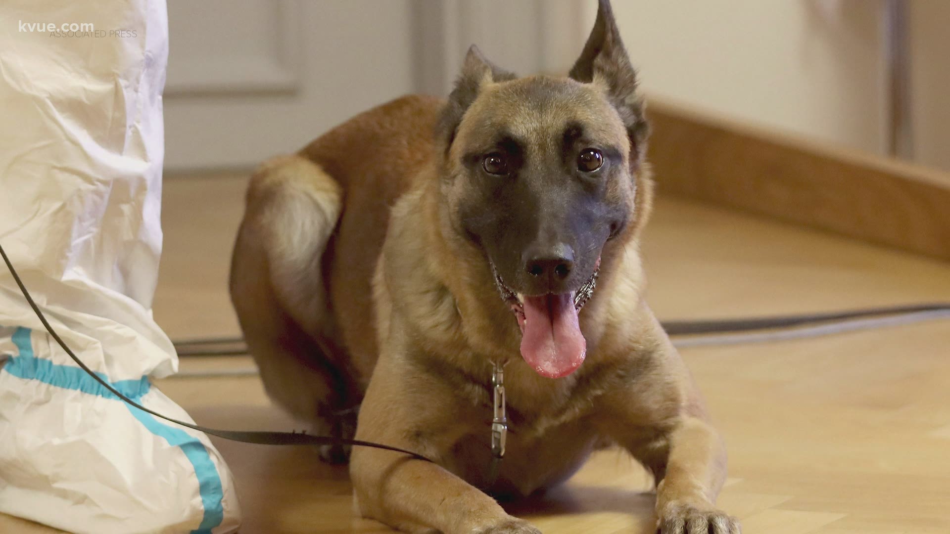 In some places, dogs are being used to detect asymptomatic carriers of COVID-19. But does that work? KVUE Defenders reporter Erica Proffer verifies.