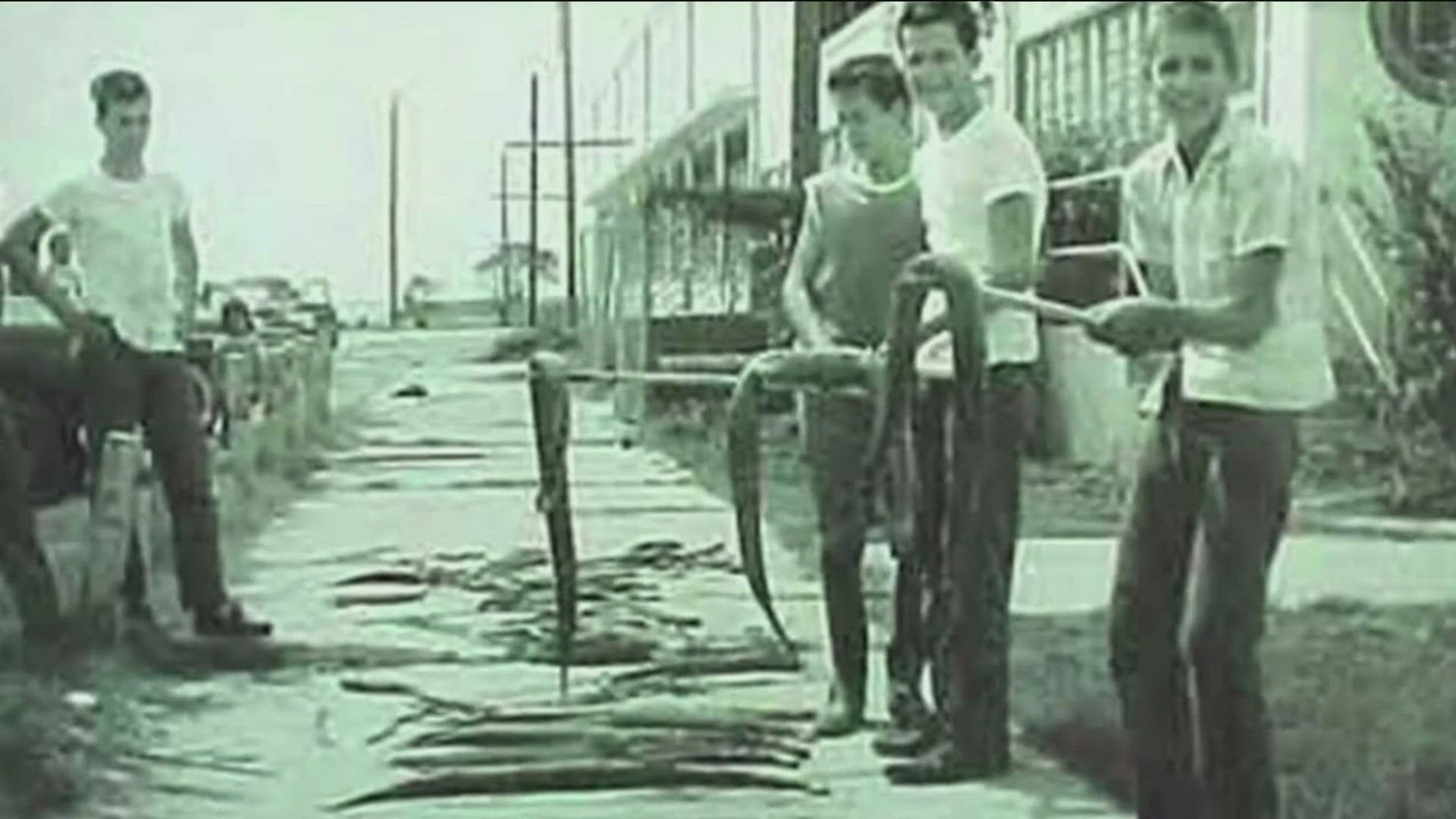 Hurricane Carla caused damage across the entire 400-mile Texas coast, depositing thousands of snakes into towns.