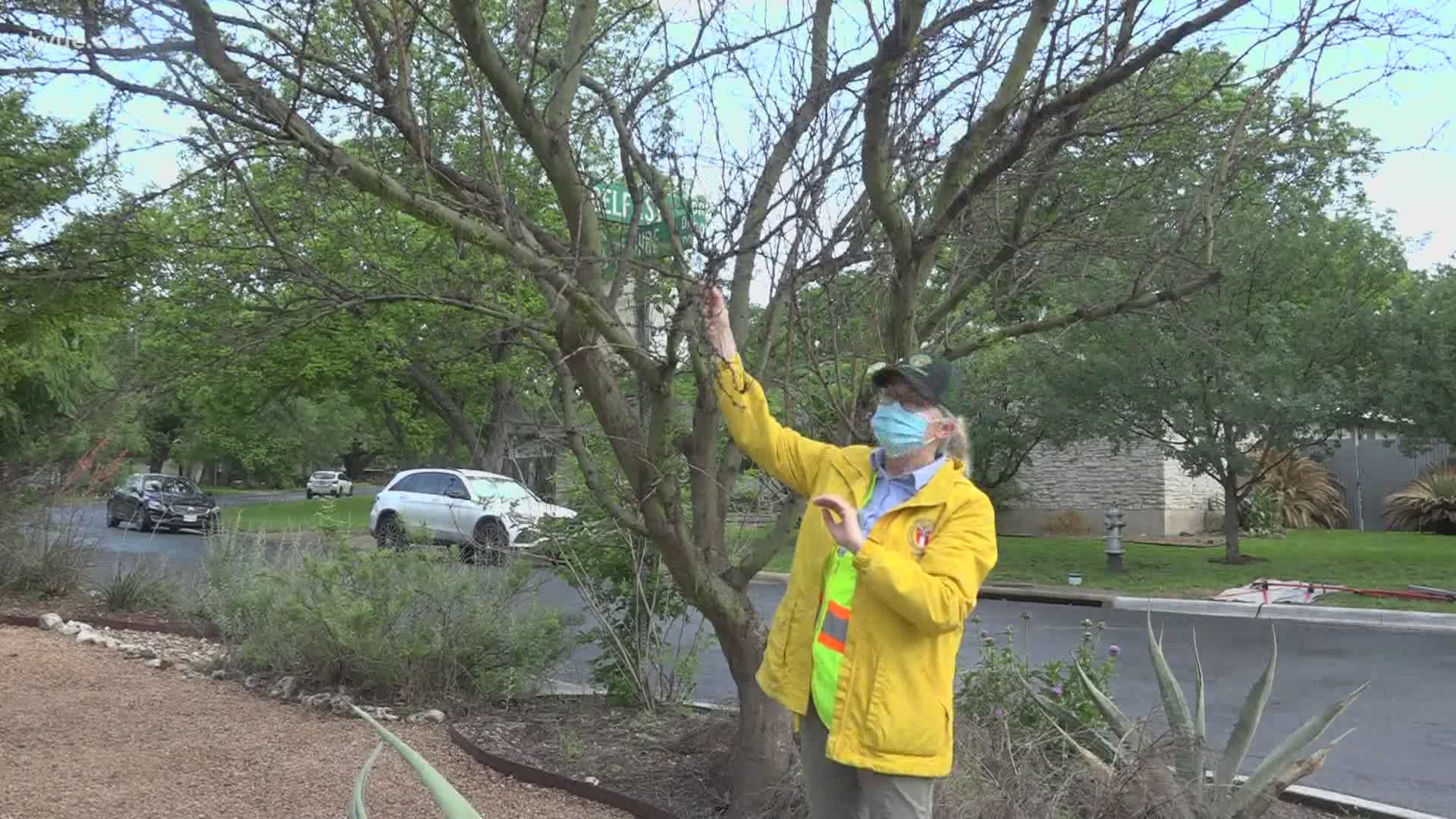 Dead or alive? Beware of zombie trees caused by February freeze