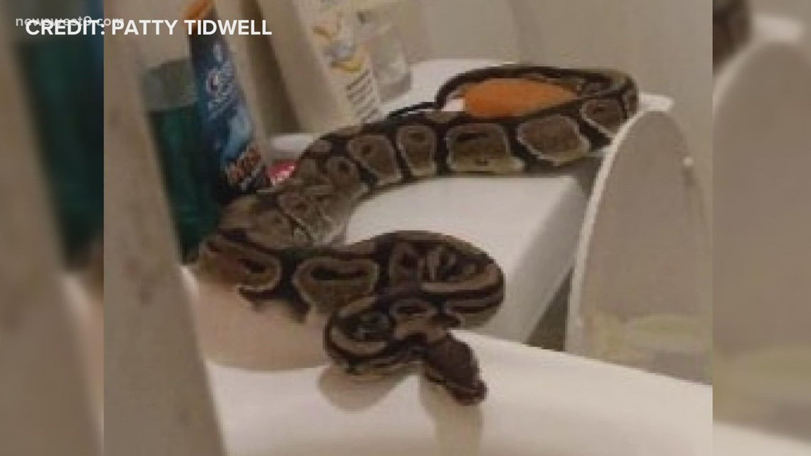 Wanita Texas mengatakan dia menemukan seekor ular merangkak keluar dari toiletnya