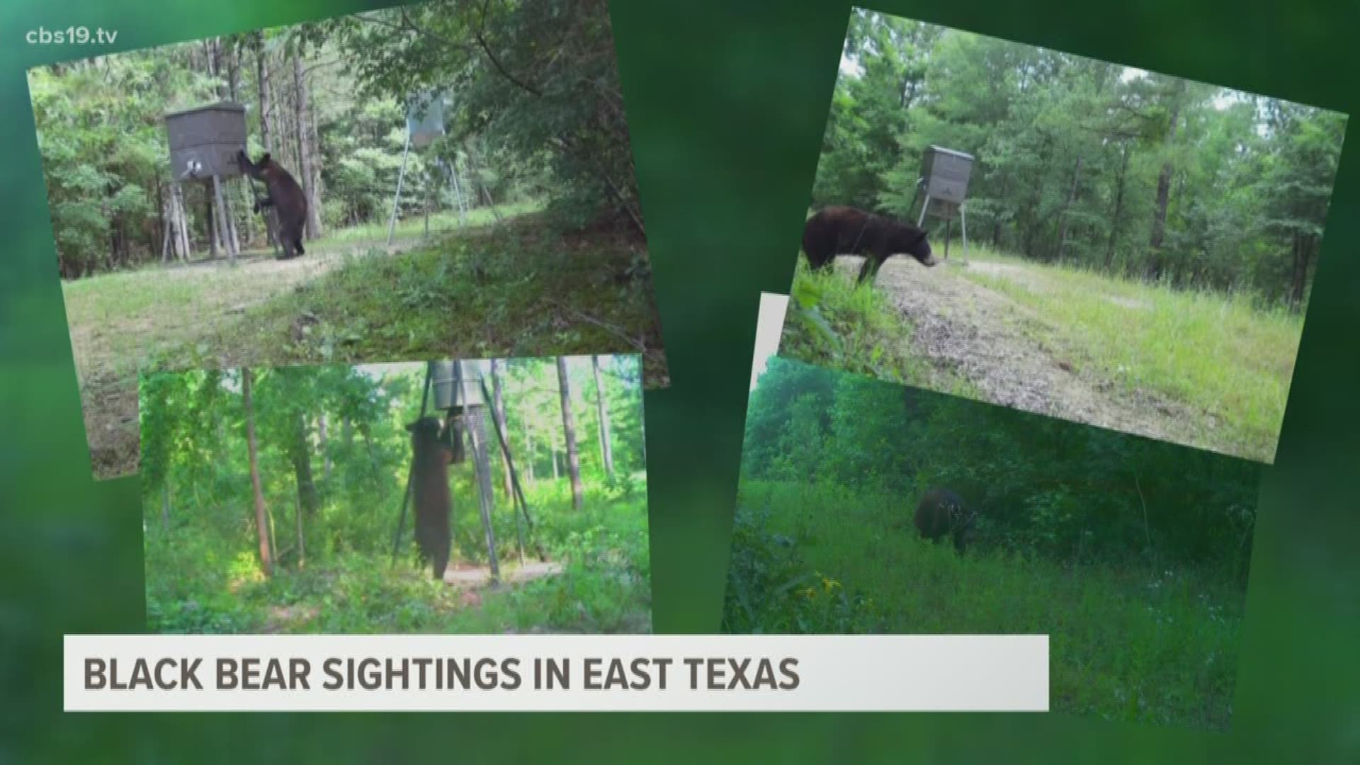 The Texas Parks and Wildlife Department (TPWD) is asking East Texans to be on the lookout after black bears were spotted on multiple occasions in the Piney Woods.