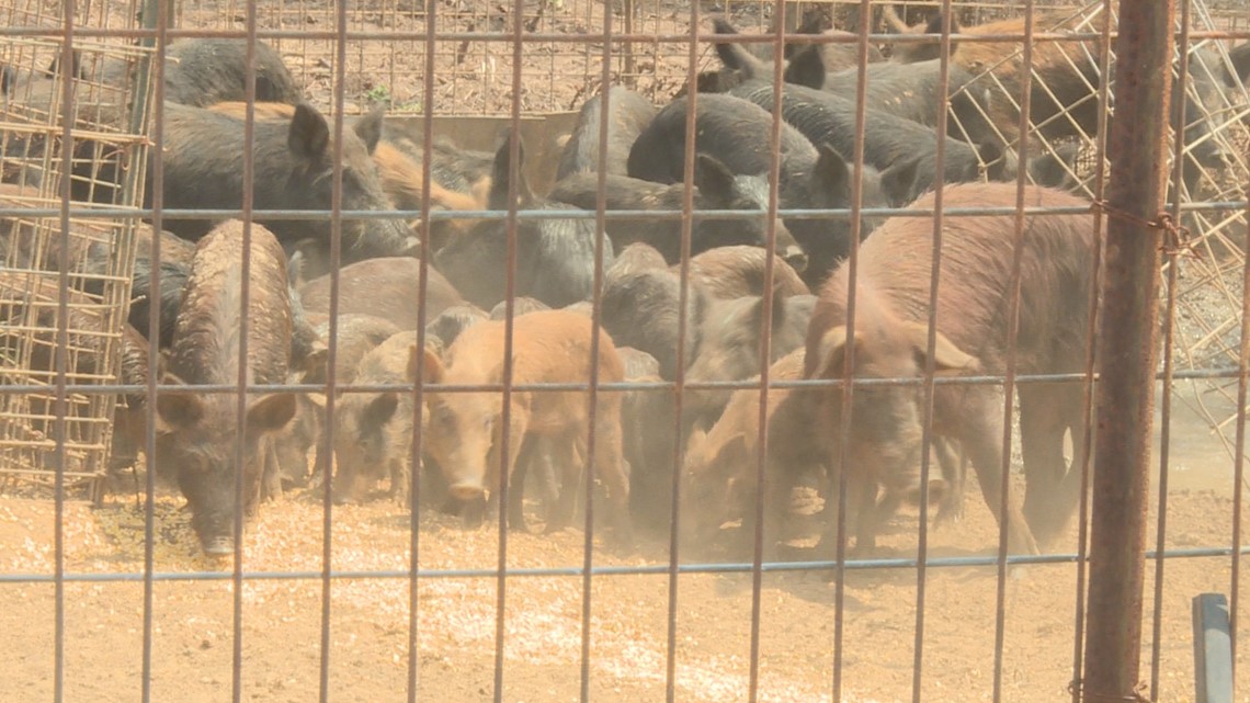 Feral wild hogs invading multiple counties in East Texas