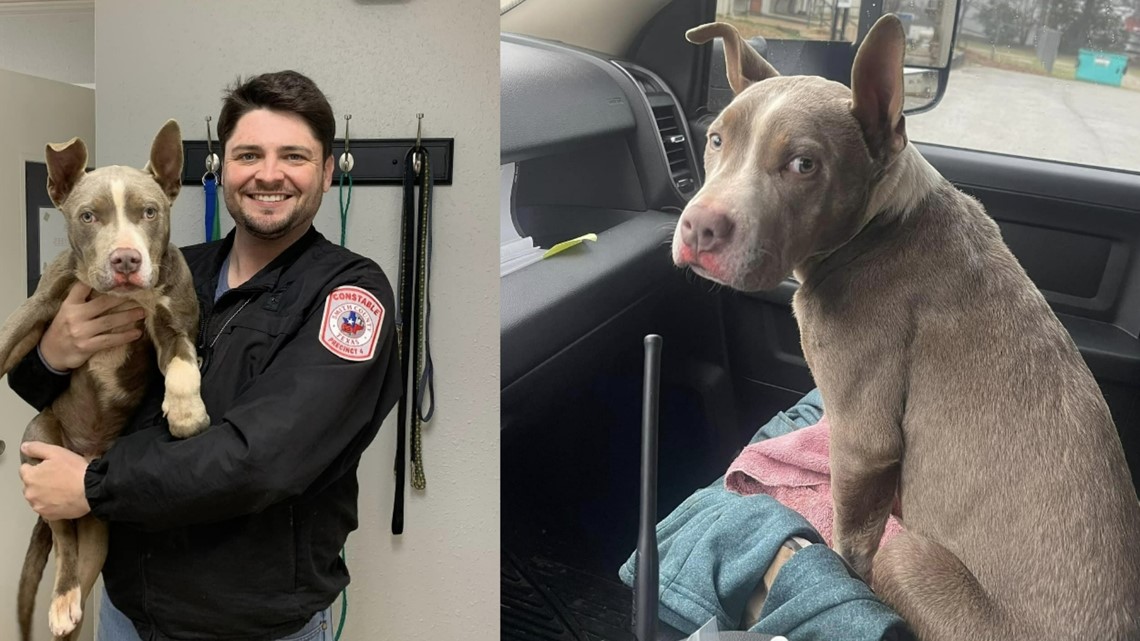 Polisi Texas menyelamatkan anjing yang tertinggal di pinggir jalan