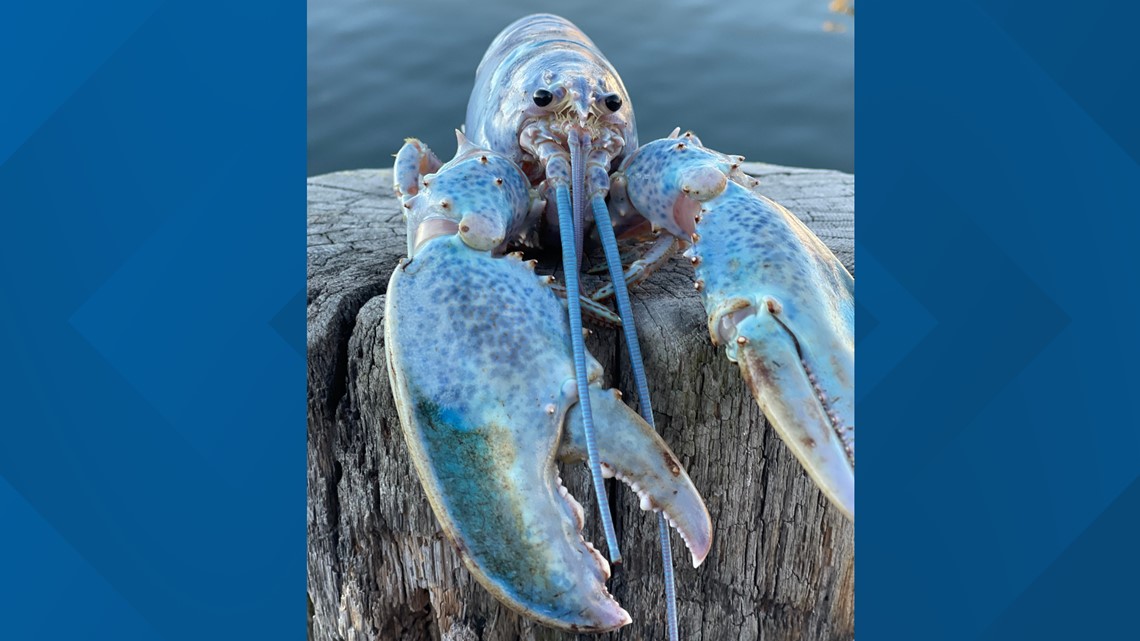 Dapatkan Maine Lobster lobsterman menangkap lobster biru muda yang langka