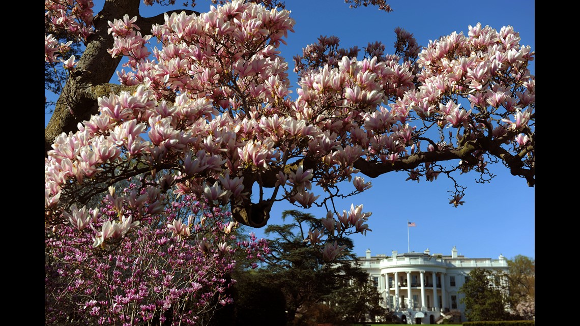 Part of 200yearold White House magnolia tree to be removed