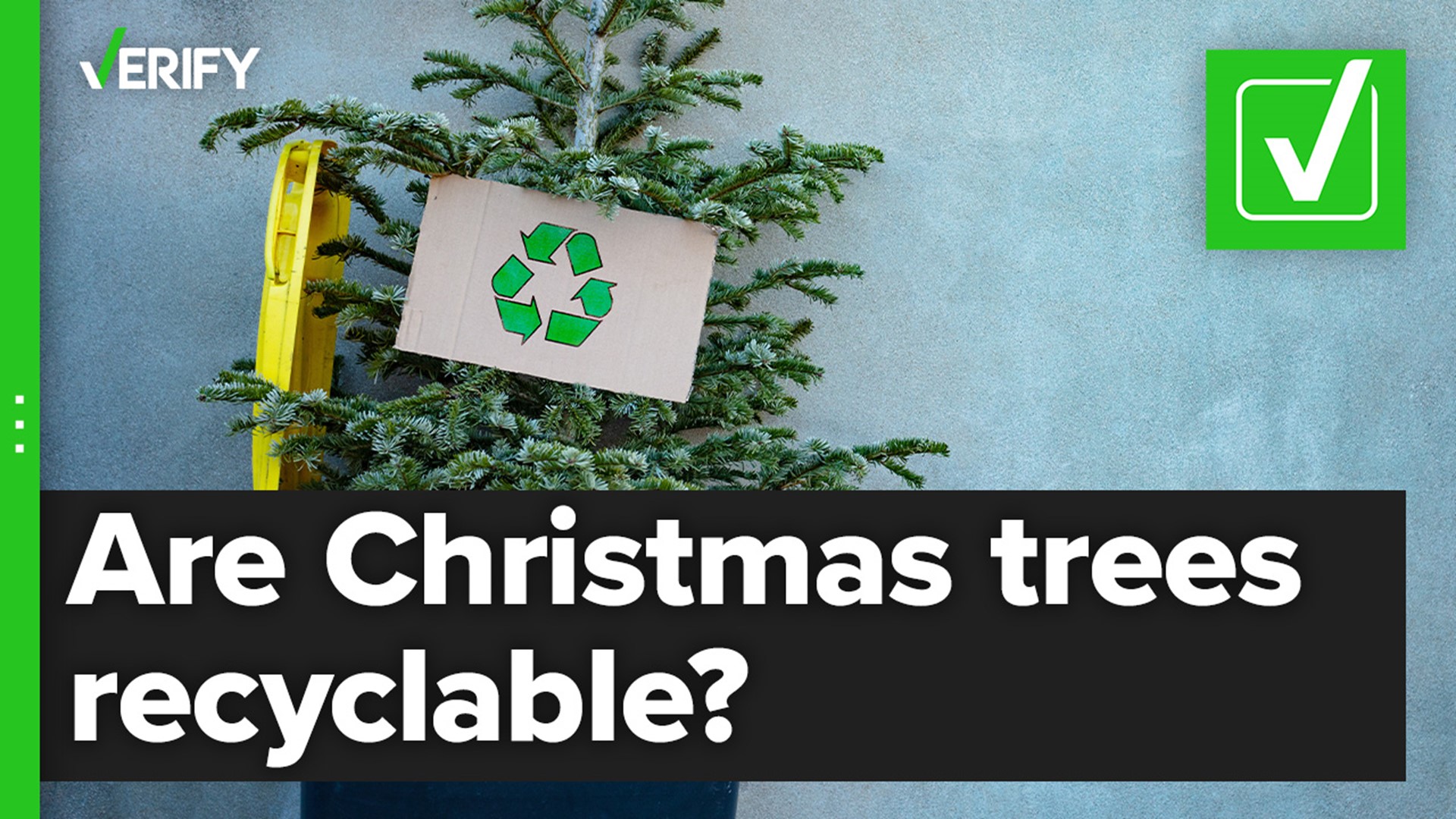 Many municipalities offer ways to recycle live Christmas trees, so long as they meet local requirements