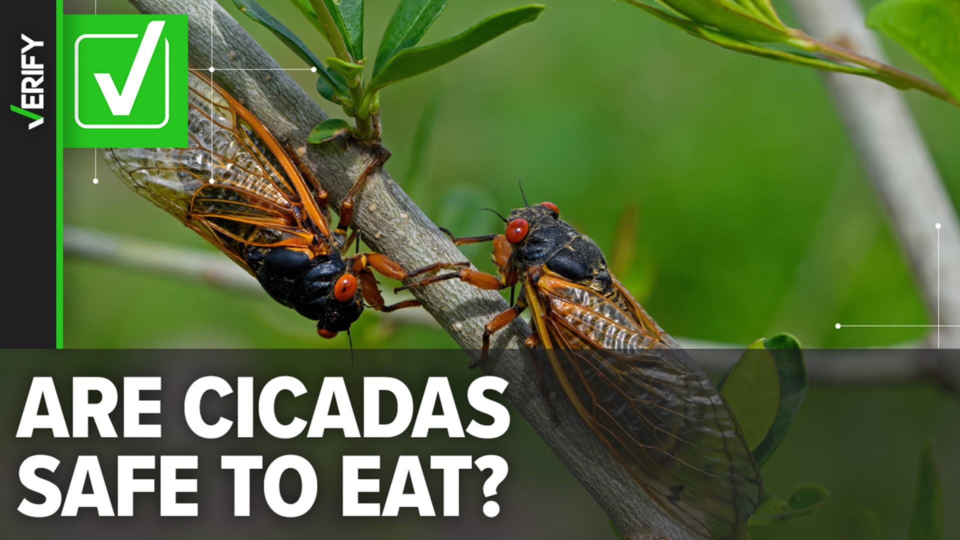Cicada map Where billions of cicadas will emerge in 2024