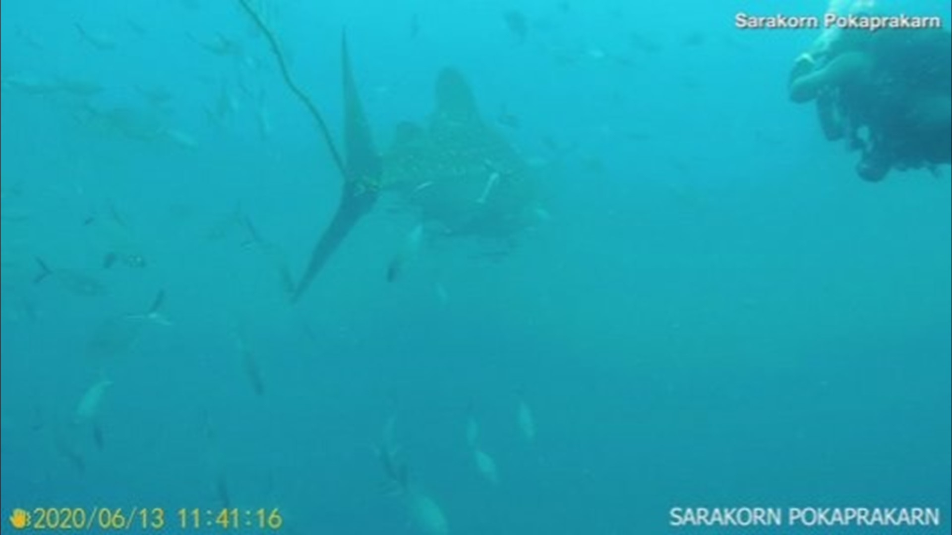 This intense video shows a group of Thai divers working to free a whale shark caught in a nylon rope.