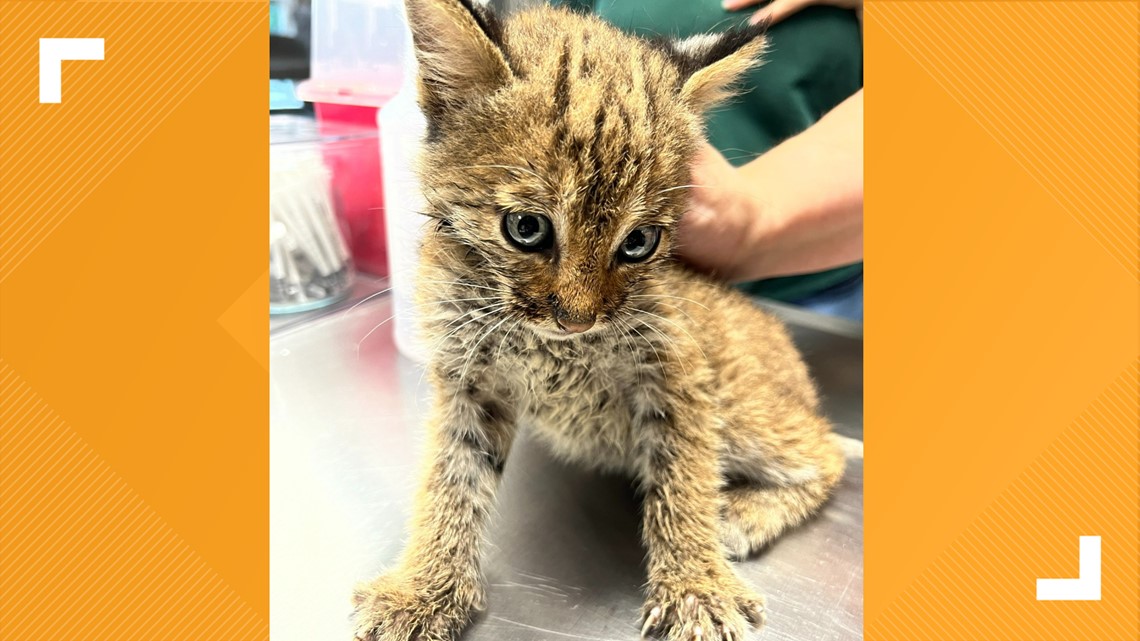 Anak kucing yang diselamatkan dari Tennessee Tengah ternyata adalah kucing hutan