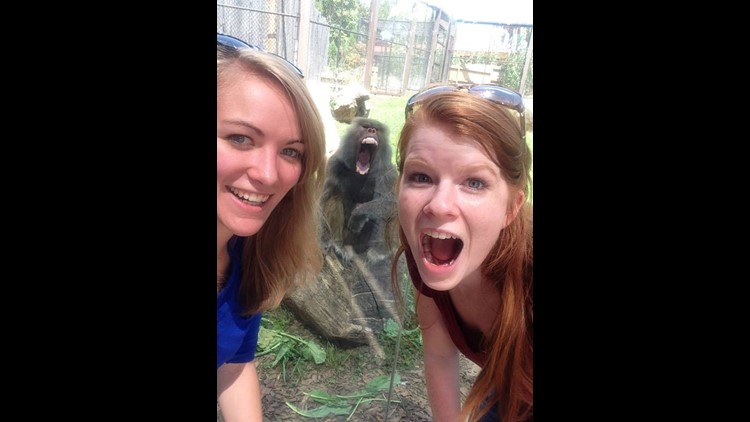 Zoo visitor gets photo bombed by baboon