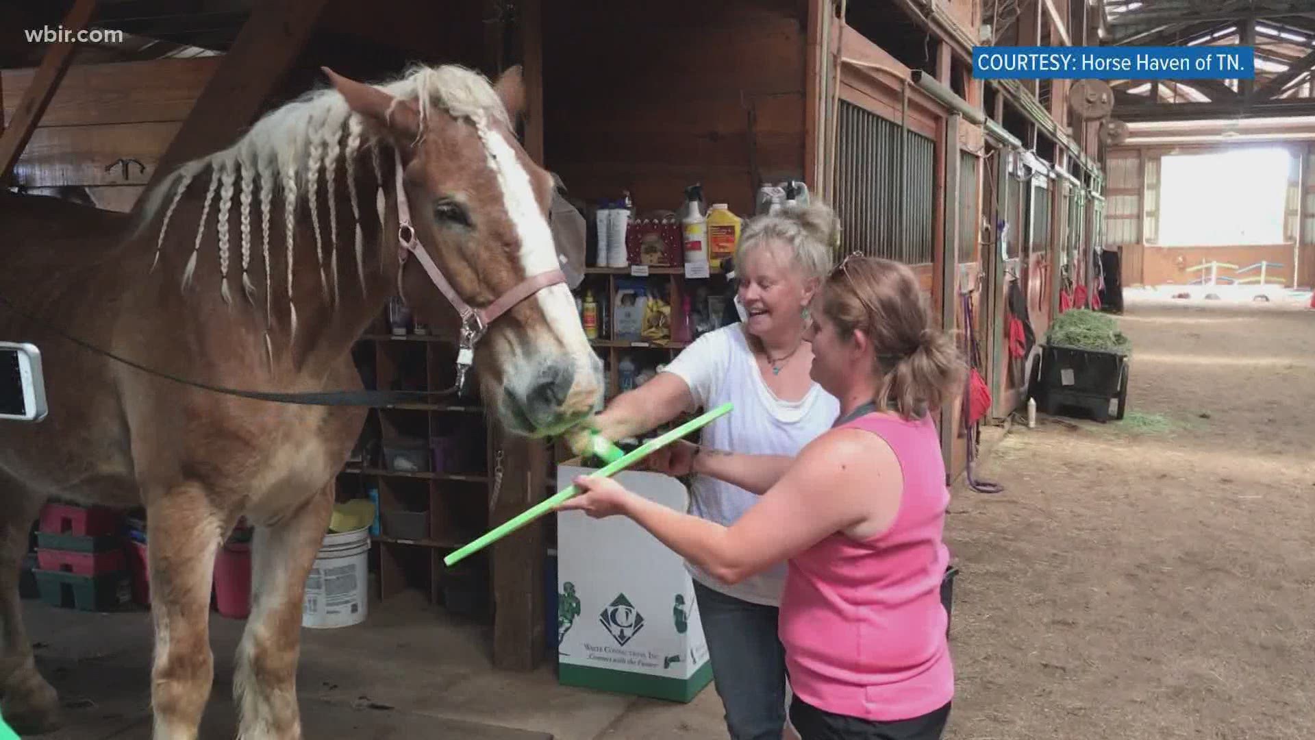 Katie the horse at Horse Haven of Tennessee has a talent for painting.