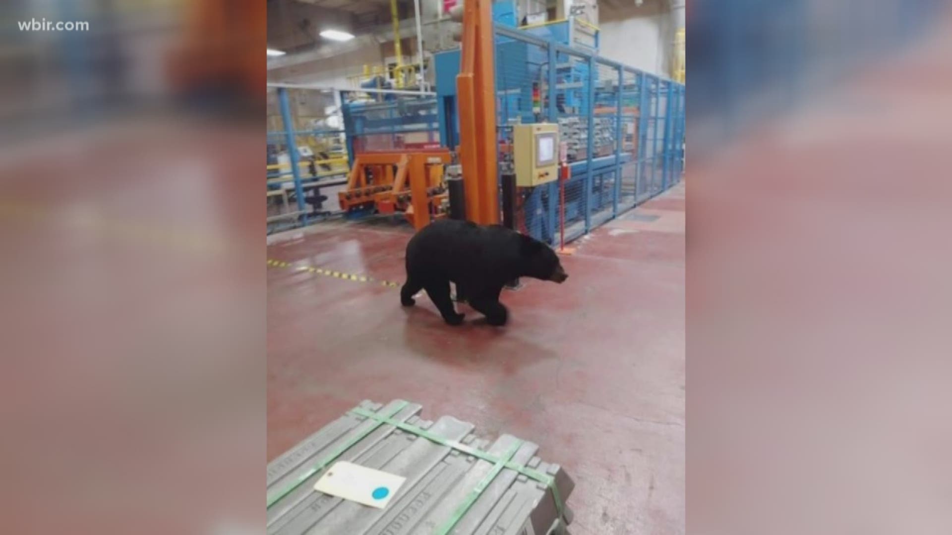 Wildlife authorities say a bear has been trapped after it got inside the DENSO manufacturing plant in Maryville.
