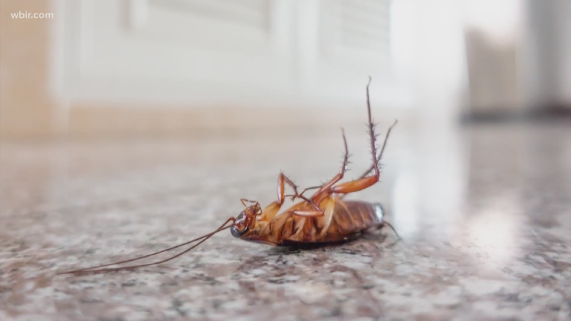 Here's something to make your skin crawl this morning: cockroaches are evolving to become immune to sprays. If you spend more time deciding what to watch than actually watching it - you're not alone. According to a new report from Nielson, millennials spend about nine and a half minutes choosing what to watch on streaming services. And Christmas bells are already ringing at the Hallmark Channel. They're looking for amateur bakers for a new cooking competition.
