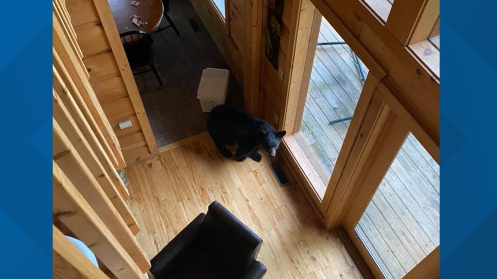 Michelle Eberhardt and a friend were shocked on Friday morning to find a baby black bear inside their Gatlinburg cabin.