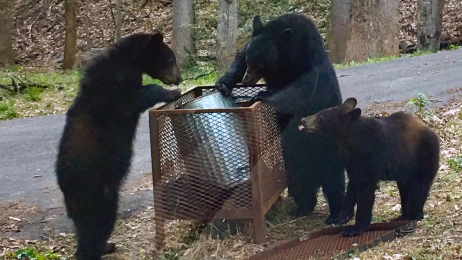The BearWise taskforce aims to educate visitors on bear safety and expand bear-proof trash ordinances throughout the areas surrounding the Great Smoky Mountains.