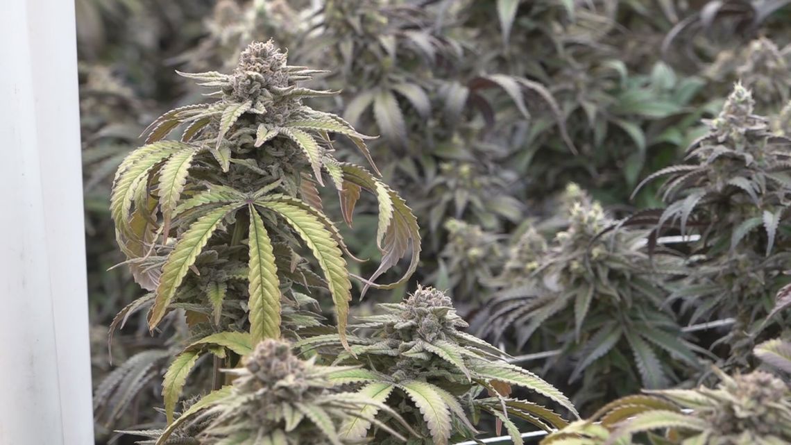 North Carolina-based dispensary opens up shop in Houston