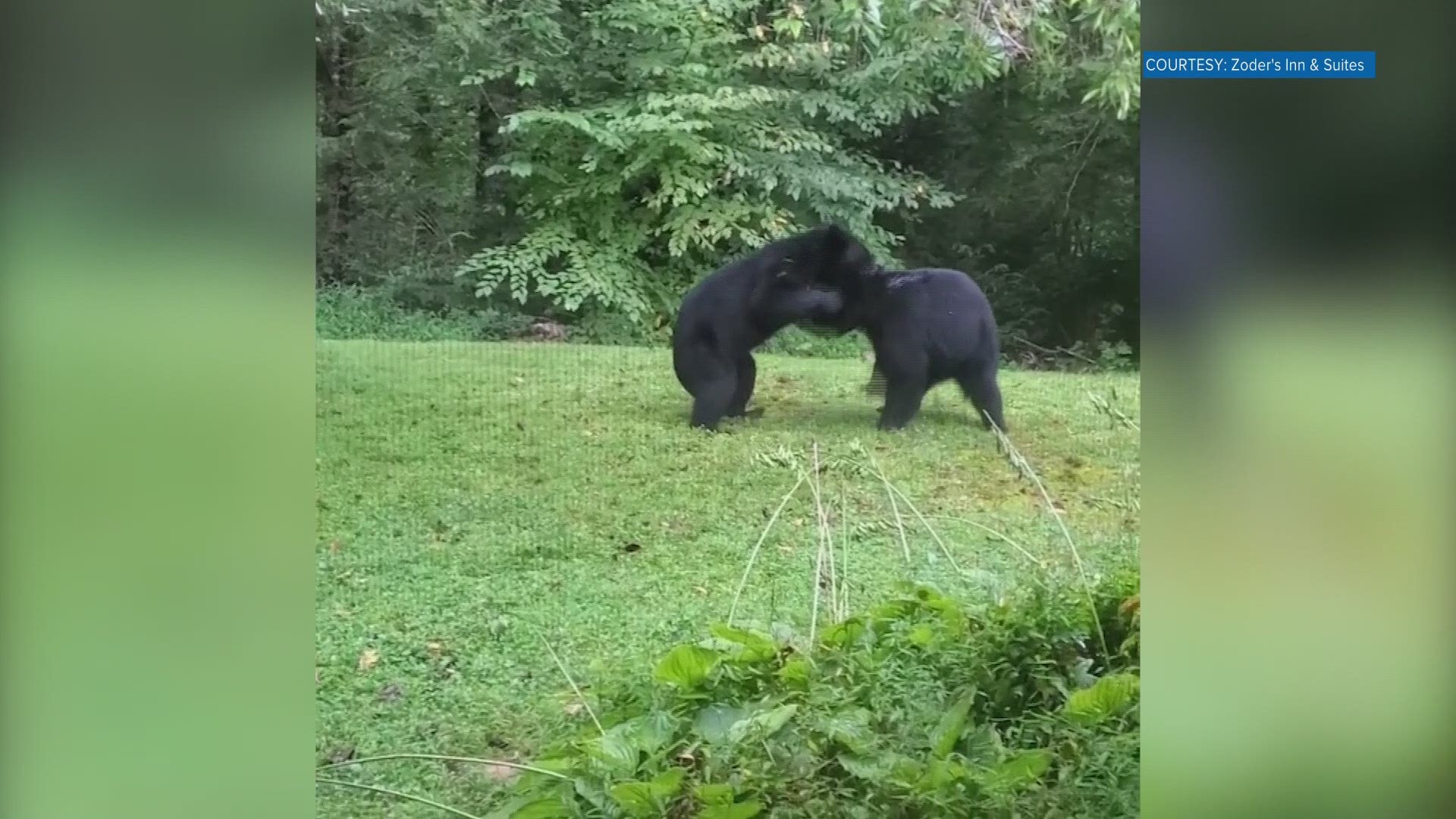 These young adult black bears seem to be practicing to be in the WWE like Knox County Mayor Glenn Jacobs, also known as Kane.