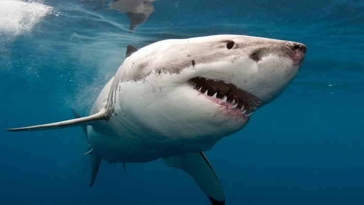Food blogger who cooked, ate great white shark fined $18,500