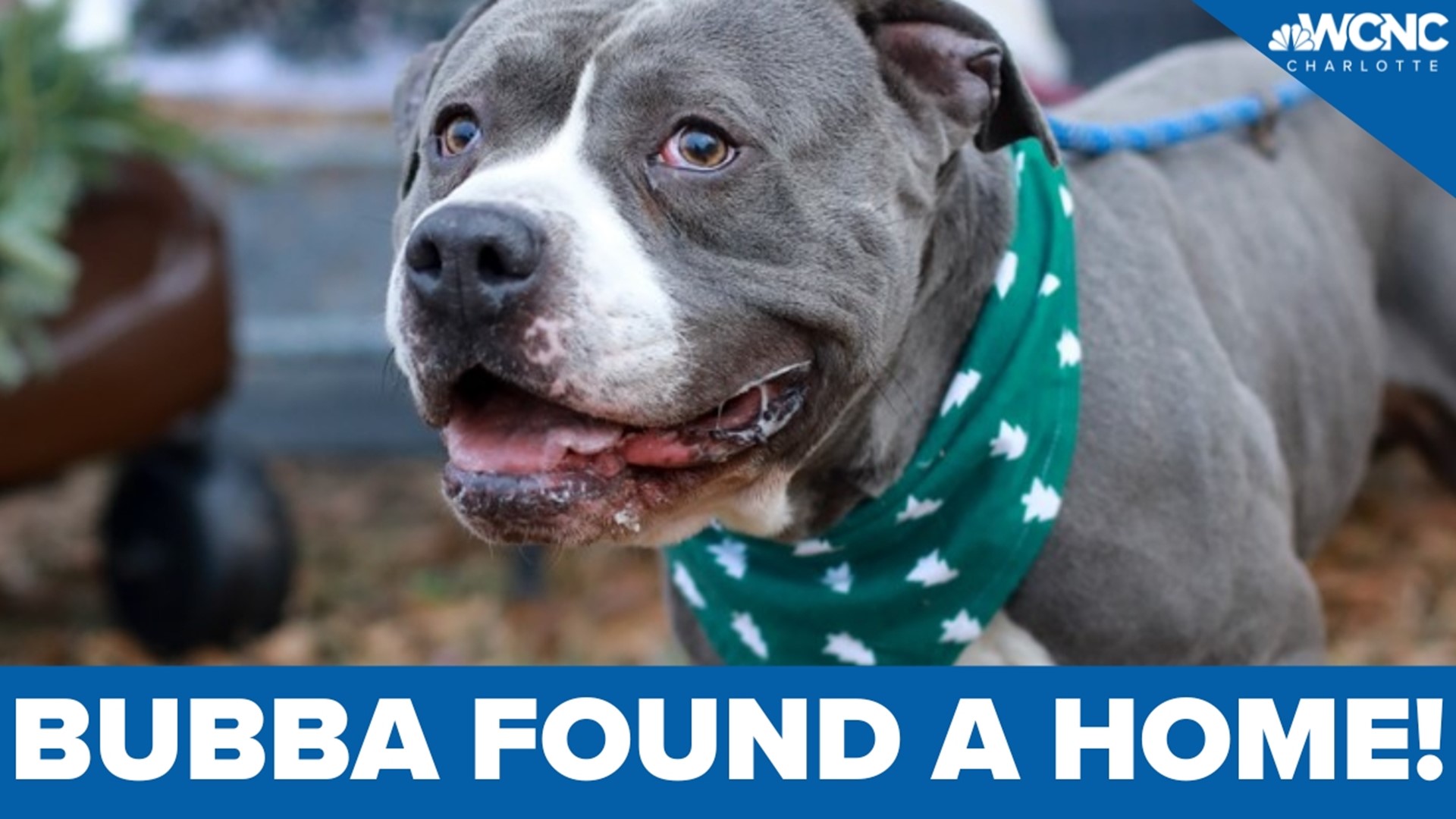 "Bubba came in as a stray," Heather Harrigan, a shelter volunteer, said in December. "He had a major axe wound on his head."