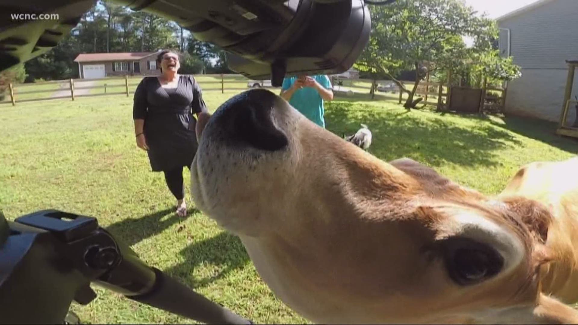 Charismatic cow from Catawba County goes viral