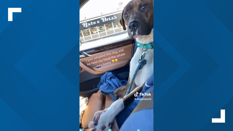 'I couldn't let him go' | Shelter dog holds new owner's hand on car ride to his new home