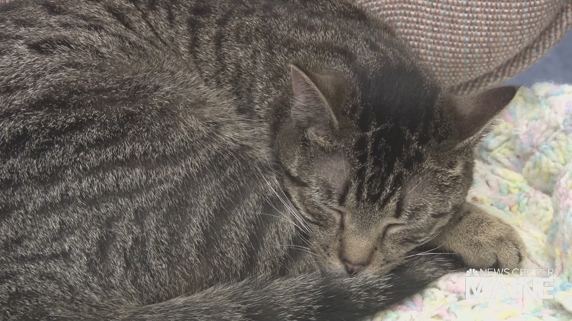 A 17-year-old cat at Another Chance Animal Rescue in Sanford has a unique history. Lady Jane went missing from her York home 10-years-ago, but her owner won't get the chance to celebrate her being found.
