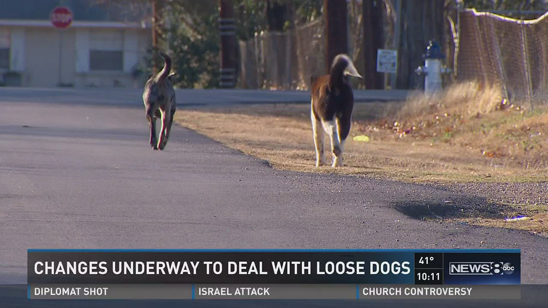 Changes underway to deal with loose dogs