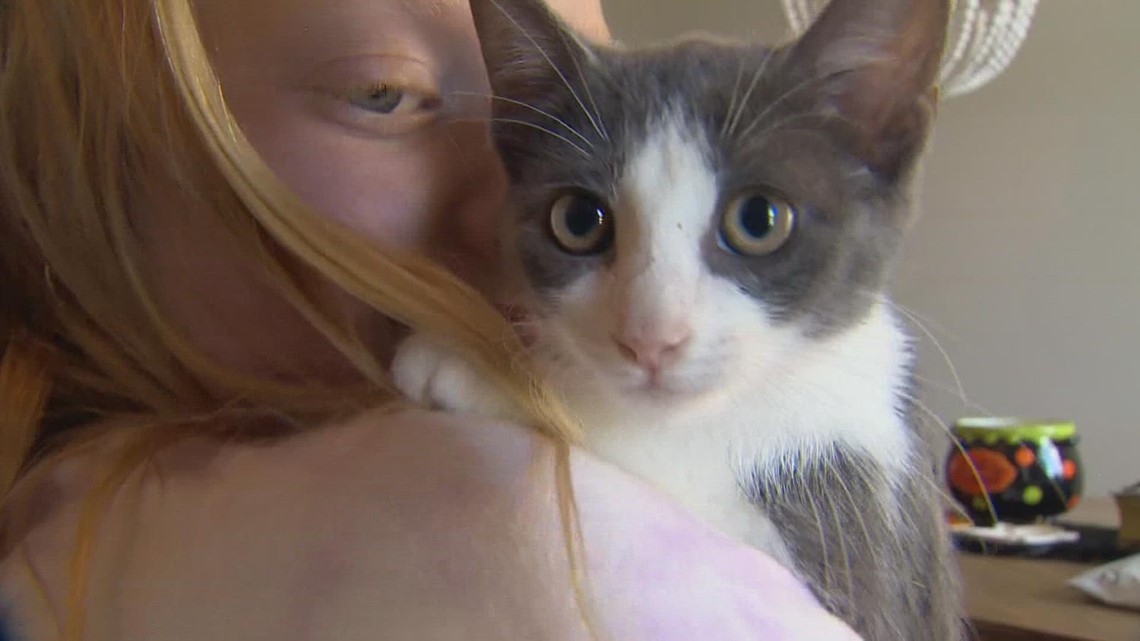 Kitten menempuh perjalanan sejauh 300 mil seminggu di bawah mobil dari Louisiana ke Texas