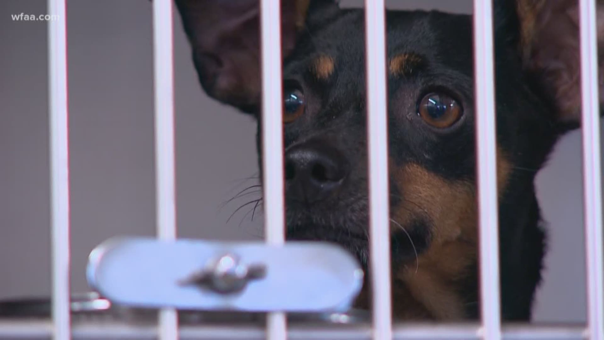Dog missing for years reunited with Texas family thanks to microchip ...